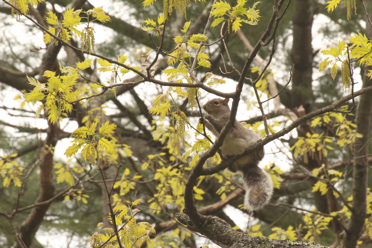 Cute squirrel